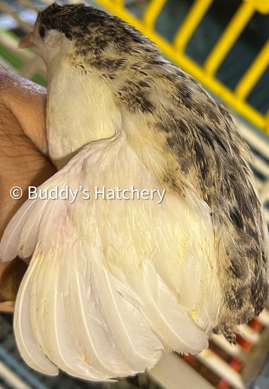 24 Button Quail Fertile Hatching Eggs Quail