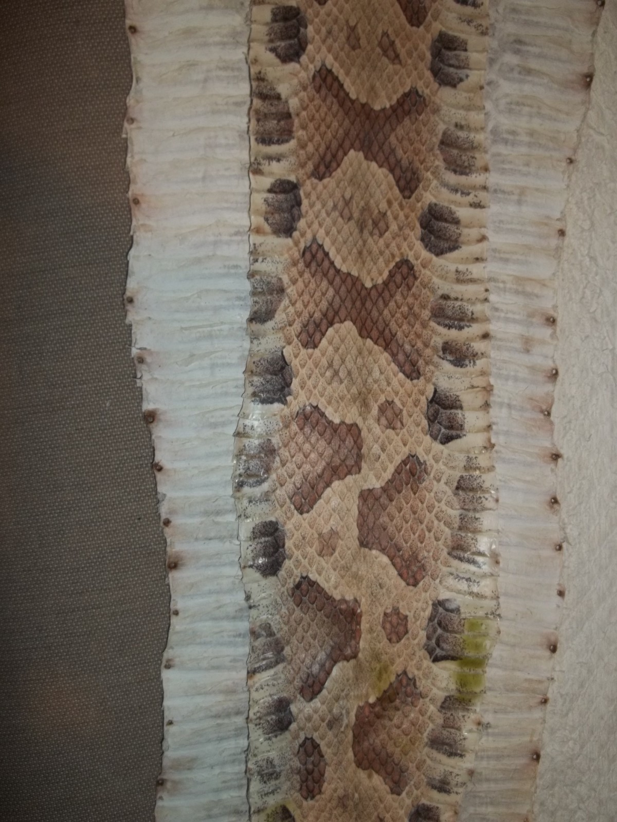 Tanned Copperhead skin 3" X 26" "Agkistrodon contortrix"