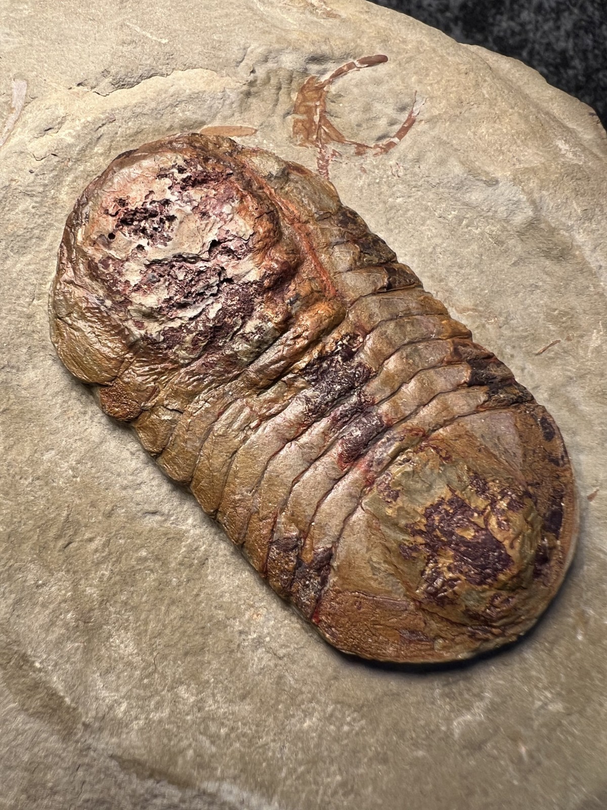 Symphysurus sp. Trilobite Fossil – Well-Preserved Specimen