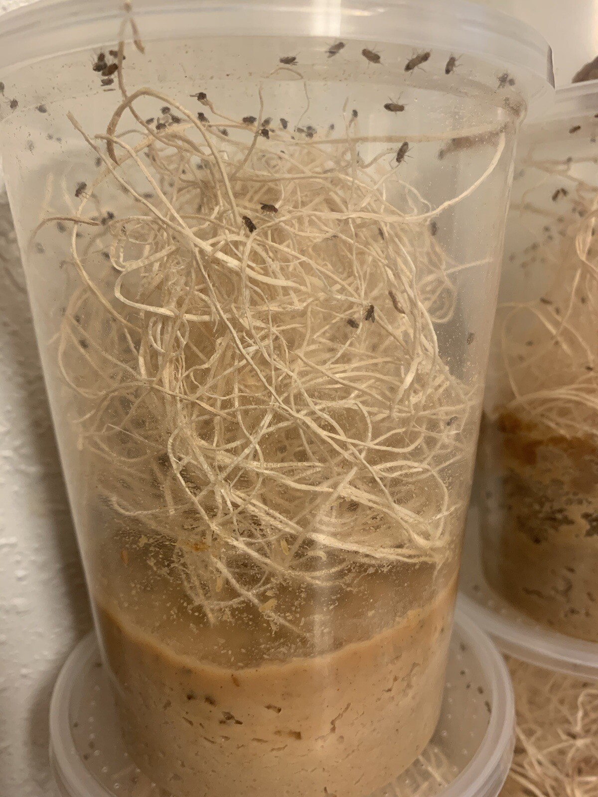 Flightless Fruit Fly Culture (Drosophila Hydei)