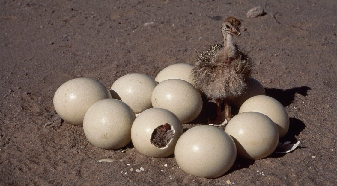 fertile ostrich eggs