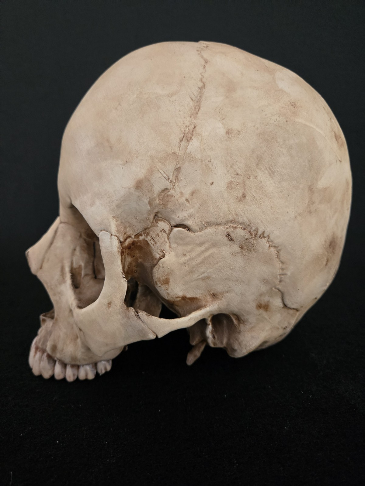 Human Skull - Triclops - Realistic Full Adult Size