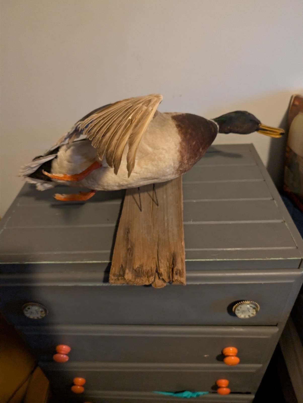 Vintage Antique Taxidermy Wall Mount Mallard Duck Drake on Wood