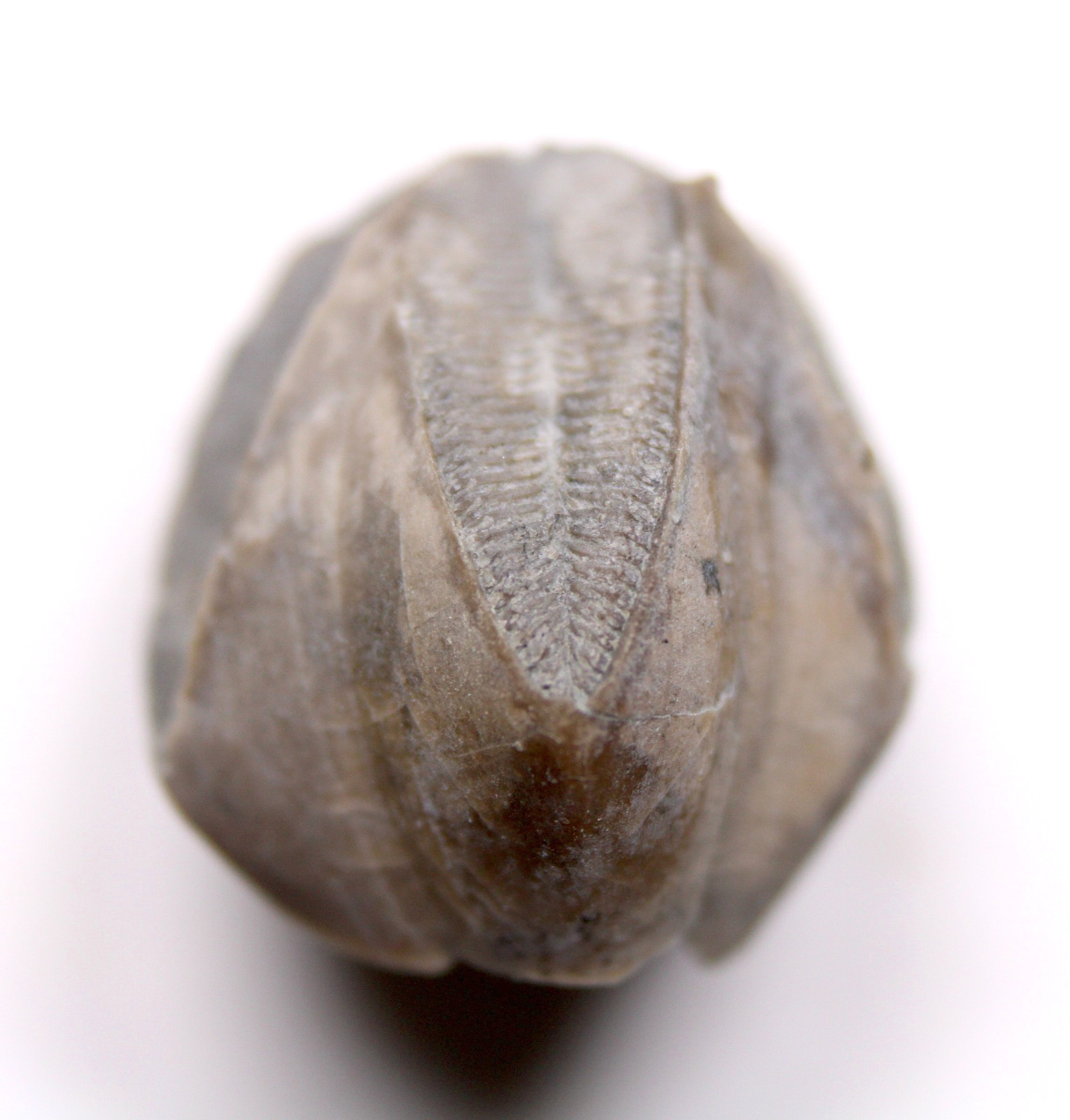 Pentremites Blastoid Fossil Kentucky Mississippian Glen Dean Fm Carboniferous