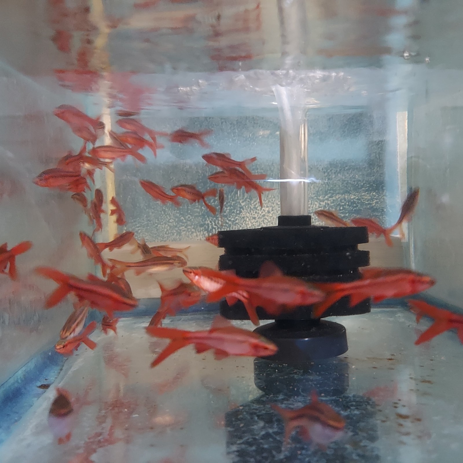 4 BEAUTIFUL LONG FIN CHERRY BARB UNSEXED (Puntius titteya)