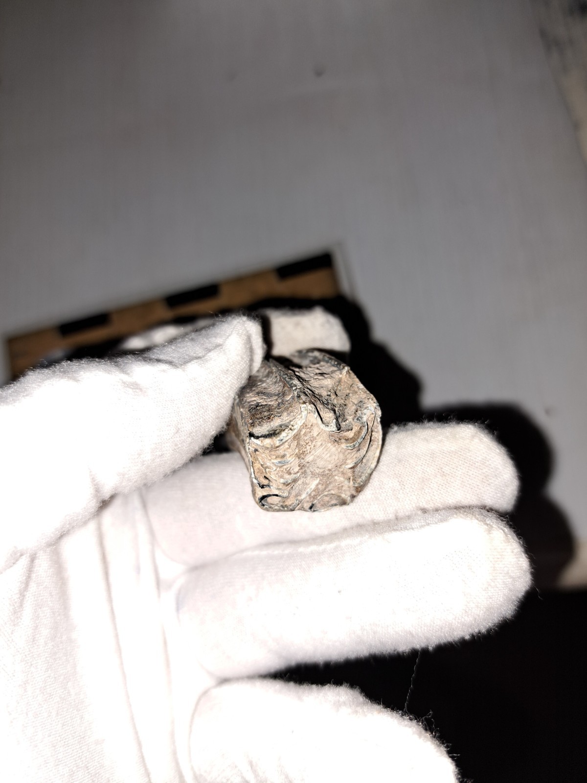 EOCENE FOSSIL HORSE [EQUUS] TOOTH FRAGMENTS FROM ARCADIA, FLORIDA – SPECIMENS #5