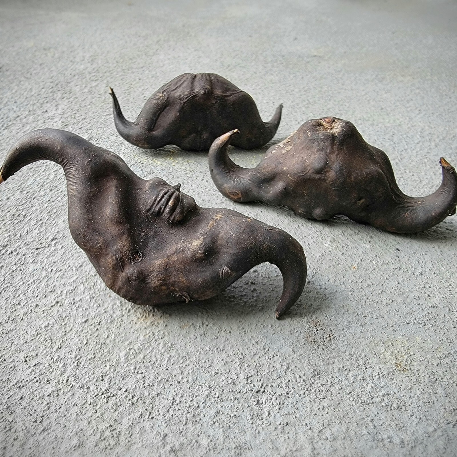 X3 Devil seed pods, Witchcraft herb, Oddities, Water Caltrop, Trapa bicornis