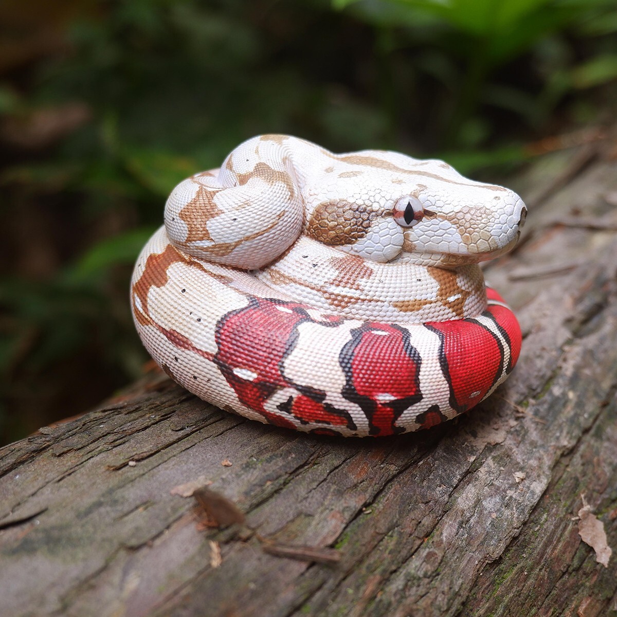 【In-Stock】 Animal Heavenly Body Red-tailed Boa constrictor Snake Statue