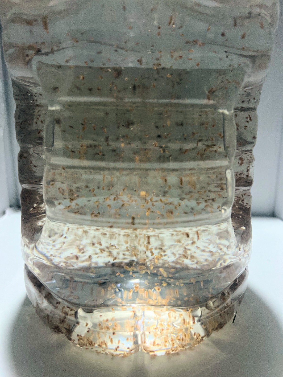 2500 Daphnia Magna (Clean Indoor Culture) Buy 2 get 1 free!