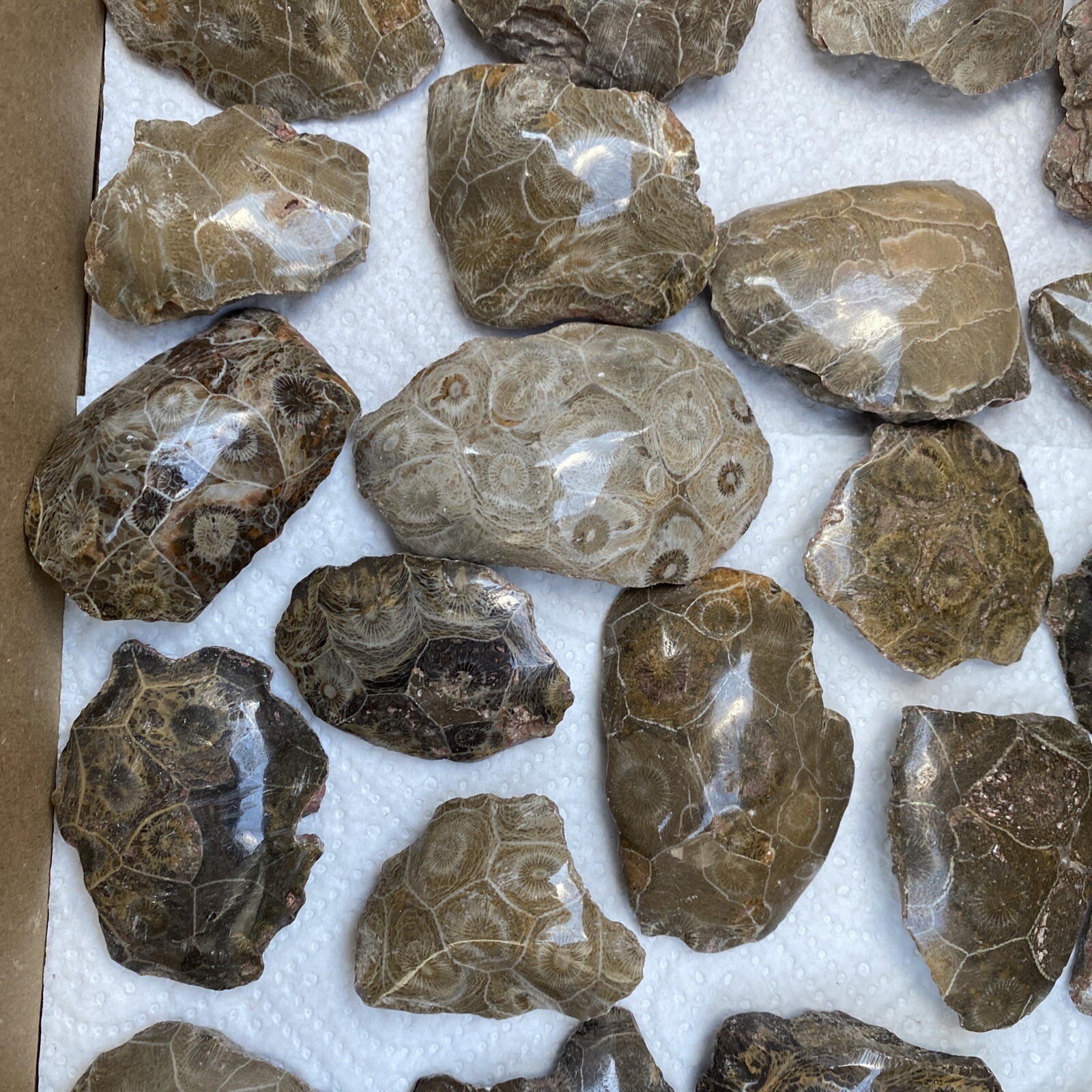 Polished fossilized Coral speciens 29 Pieces Bulk Wholesale Lot