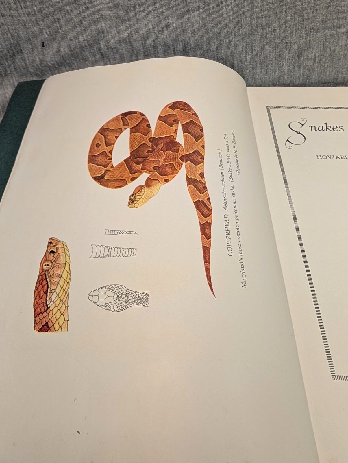 1936 Snakes of Maryland Illustrated Book Howard Kelly Color Plates 1st Edition