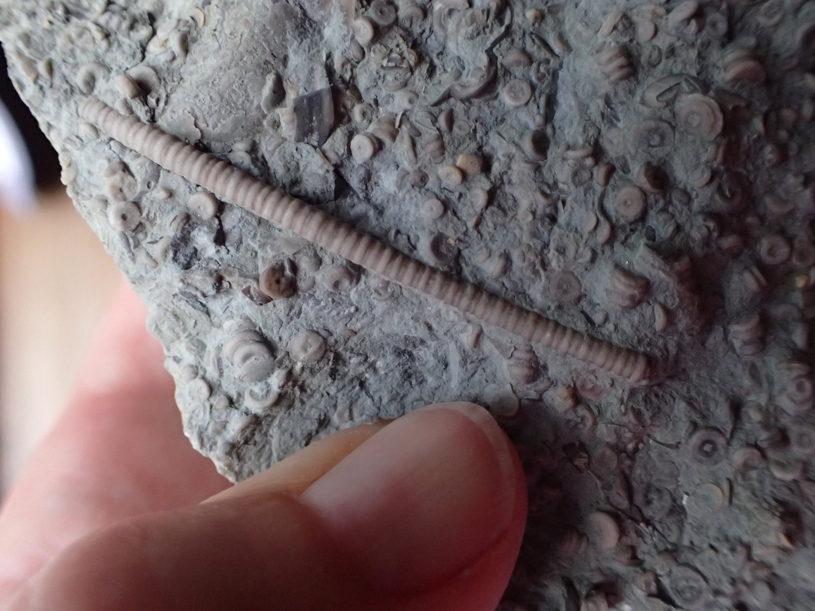 Crinoid Fossil Hash Plate KY Gift Specimen Collection Specimen Curio Display HP4