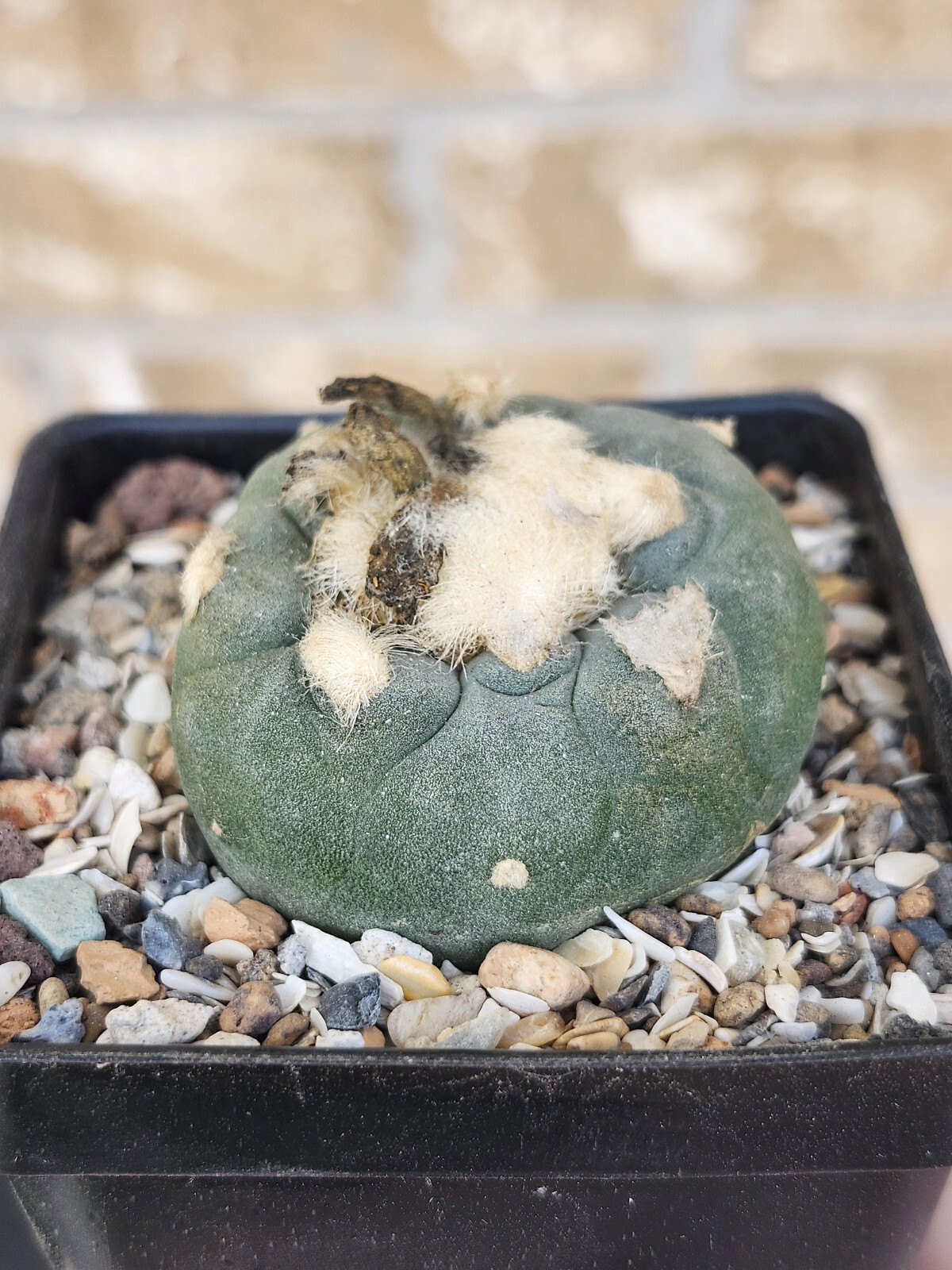 ONE(1) RARE Cactus sp koehresii, seed grown in 2.60" pot, large root
