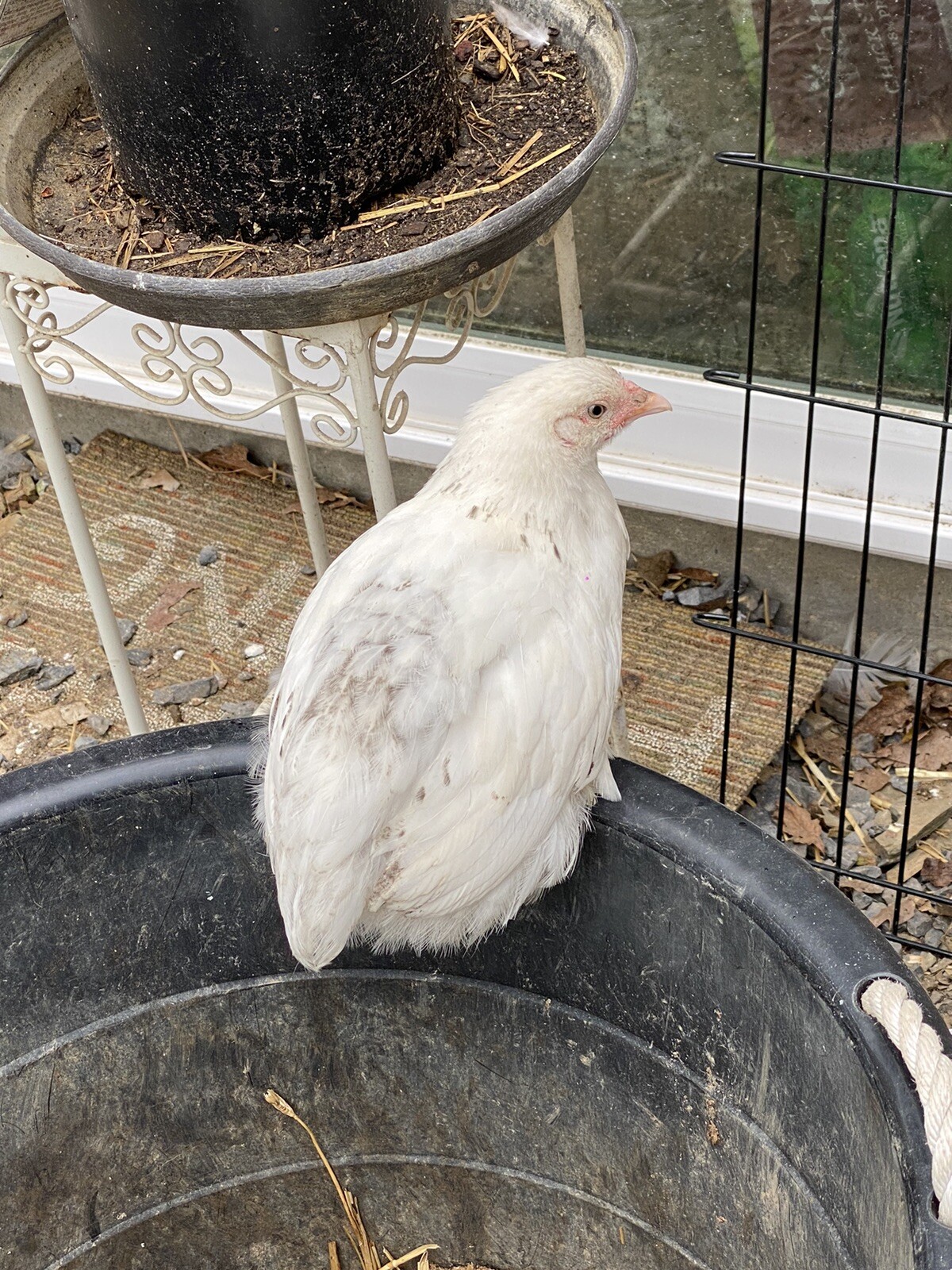 12+ Rare Breed Chicken Hatching Eggs Orpington, Brahma, Sweddish Flower
