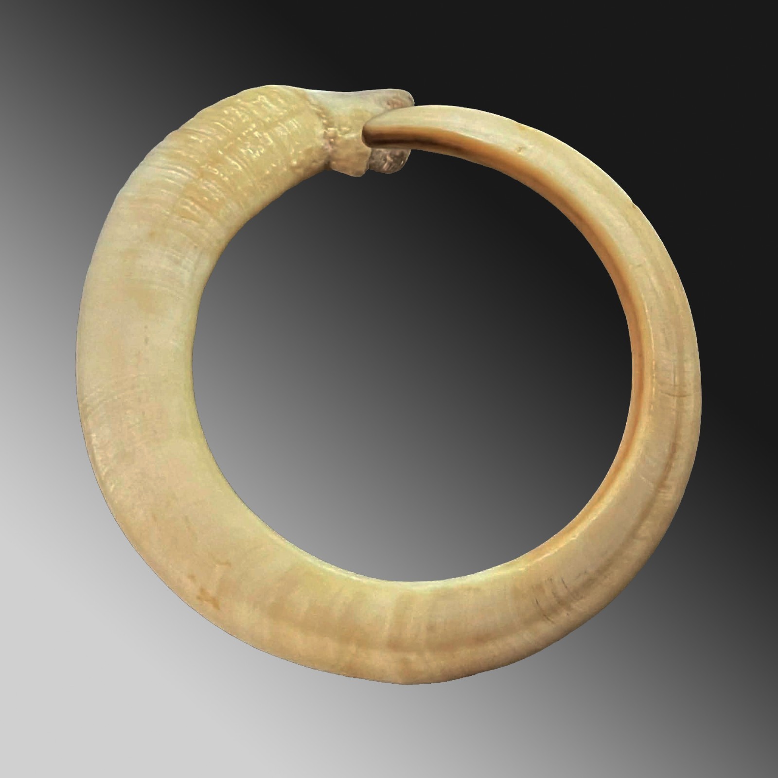 Pig tusk bracelet Currency exchange Vanuatu