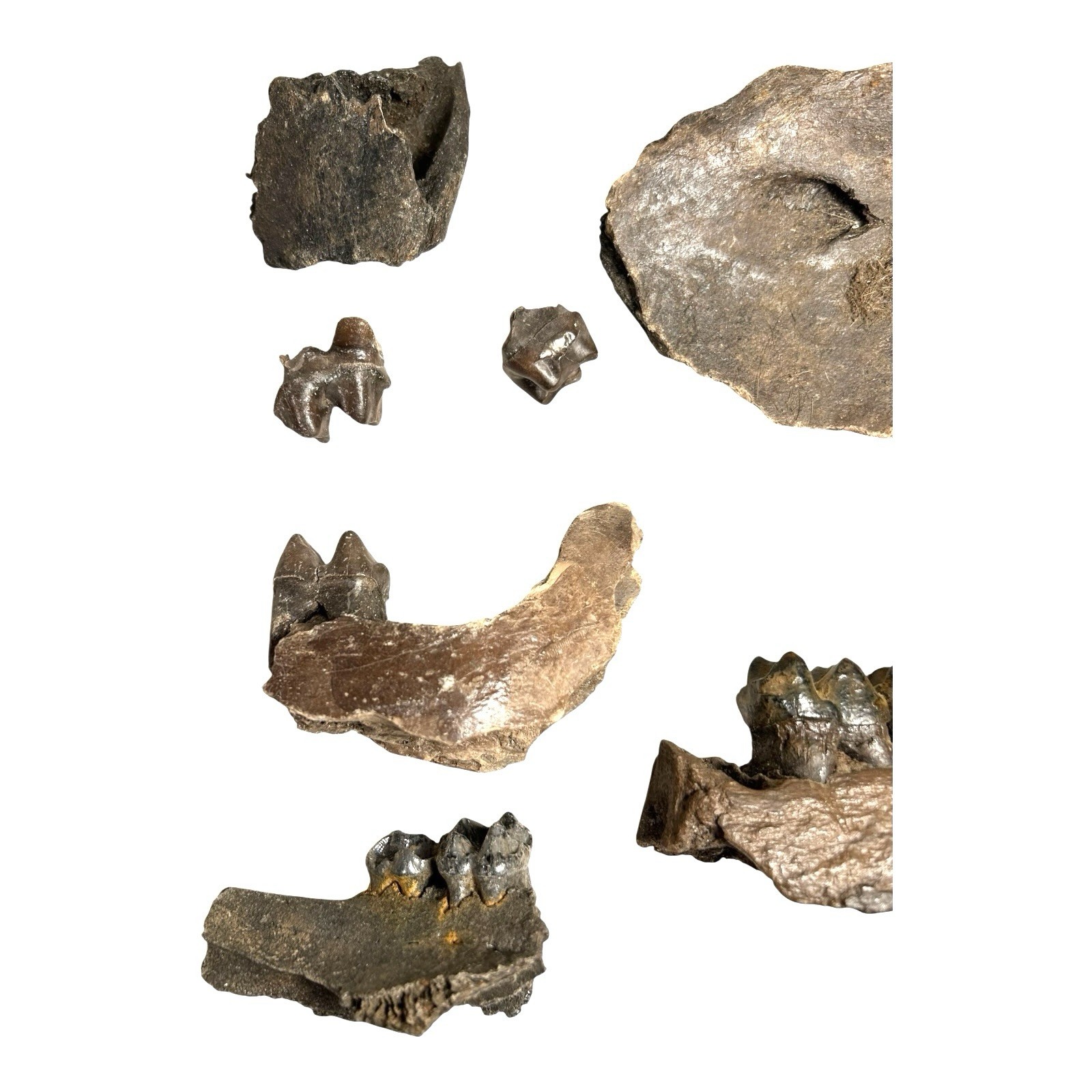 Prehistoric Pleistocene Age Fossilized Tapir Teeth and Mandible Jaw Pieces