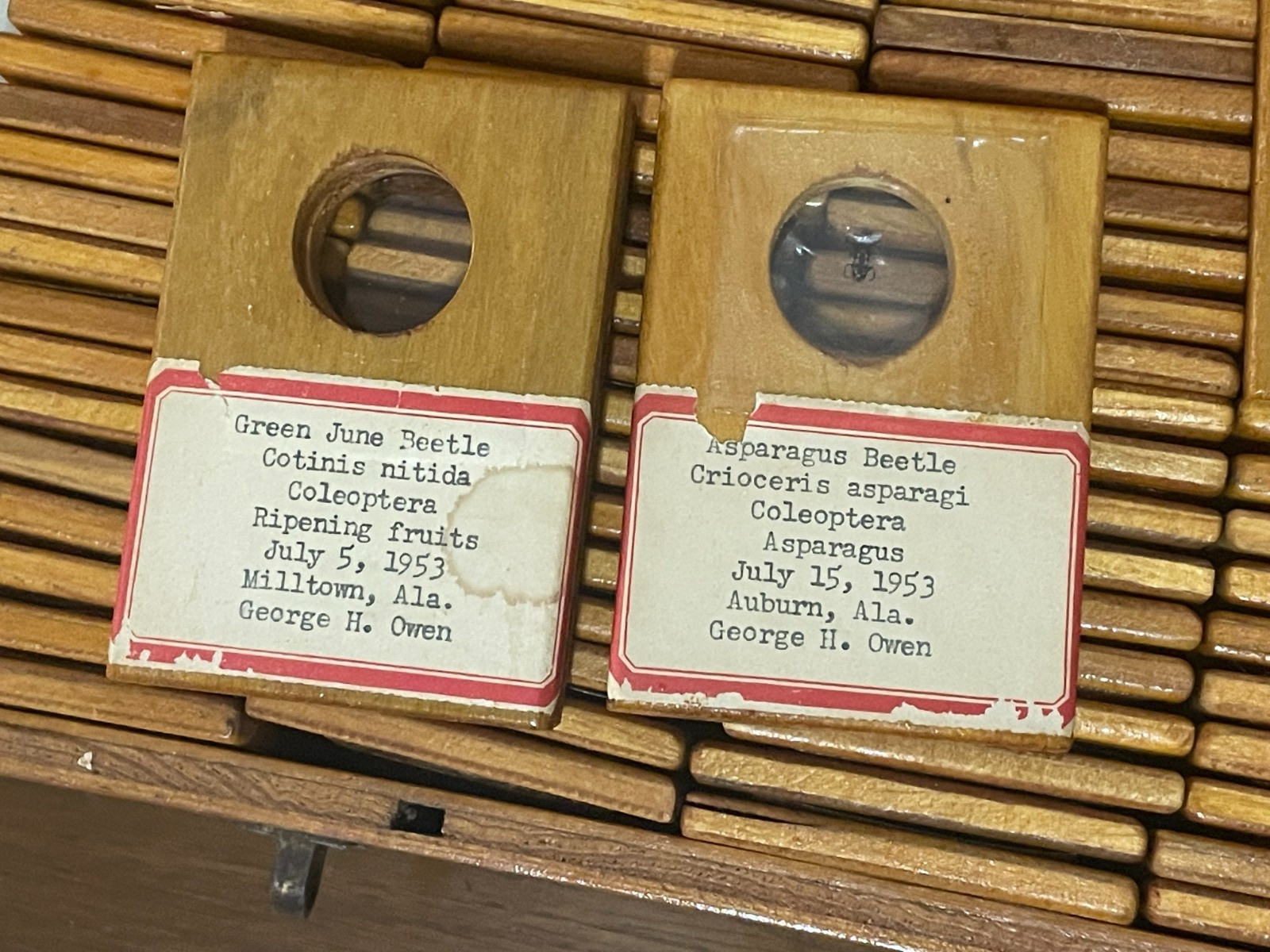 Entomology Slides Microscope Biology Insects With Box 1950's