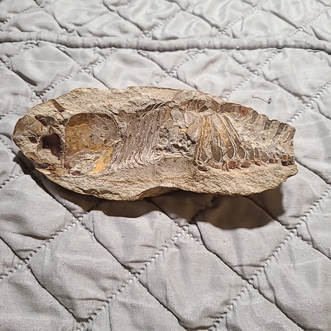 Rare living fish fossil specimen, the scale texture is clearly visible