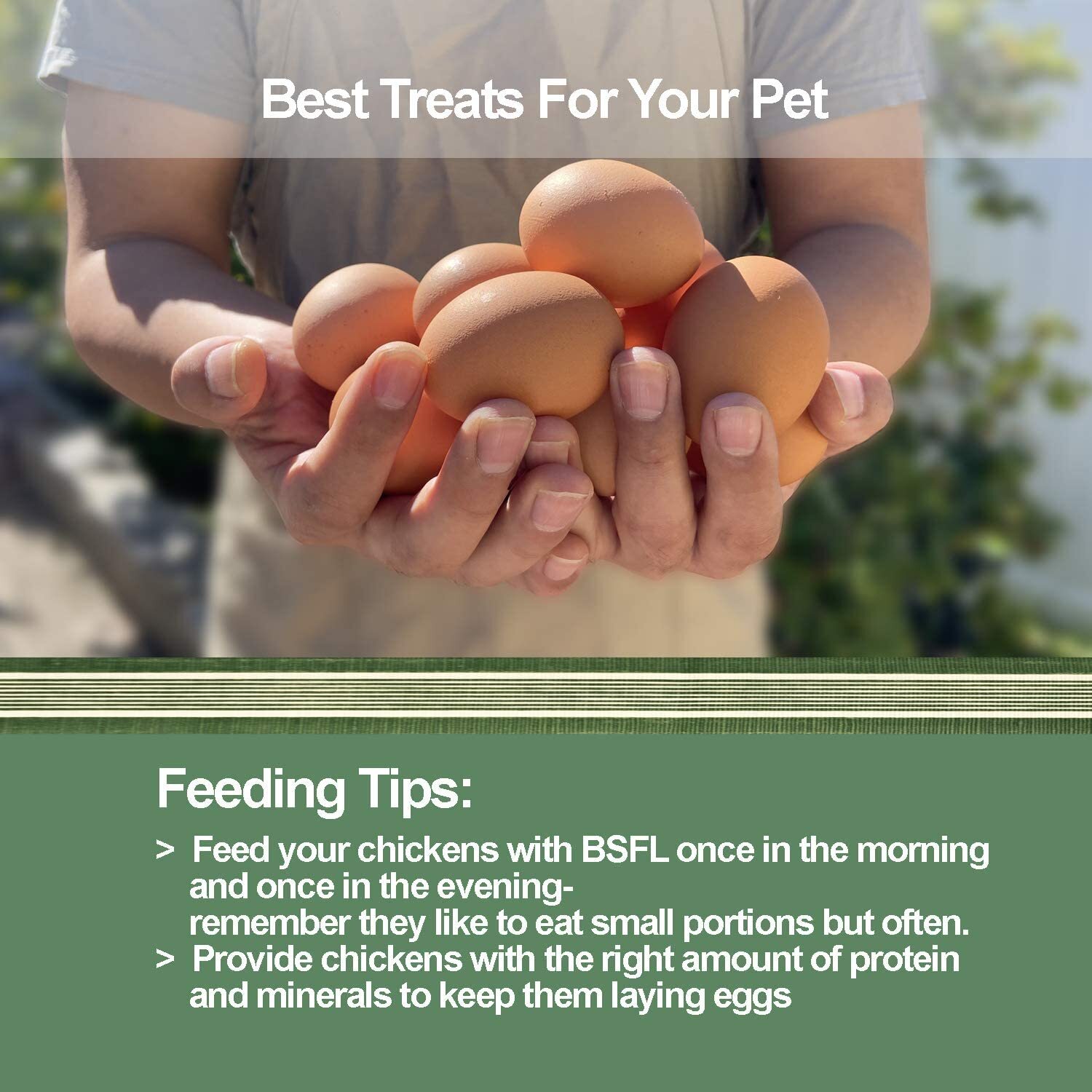 Bulk Dried Black Soldier Fly Larvae BSF Food for Chickens Wild Birds Turtles Lot