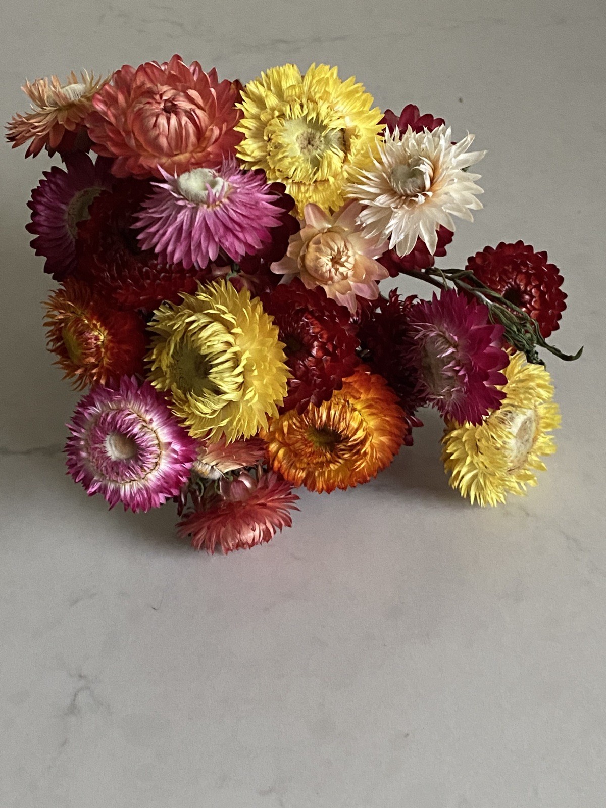 Beautiful STRAWFLOWERS Assorted Bunch BOUQUET Bundle DRIED Flowers USA Auc#3