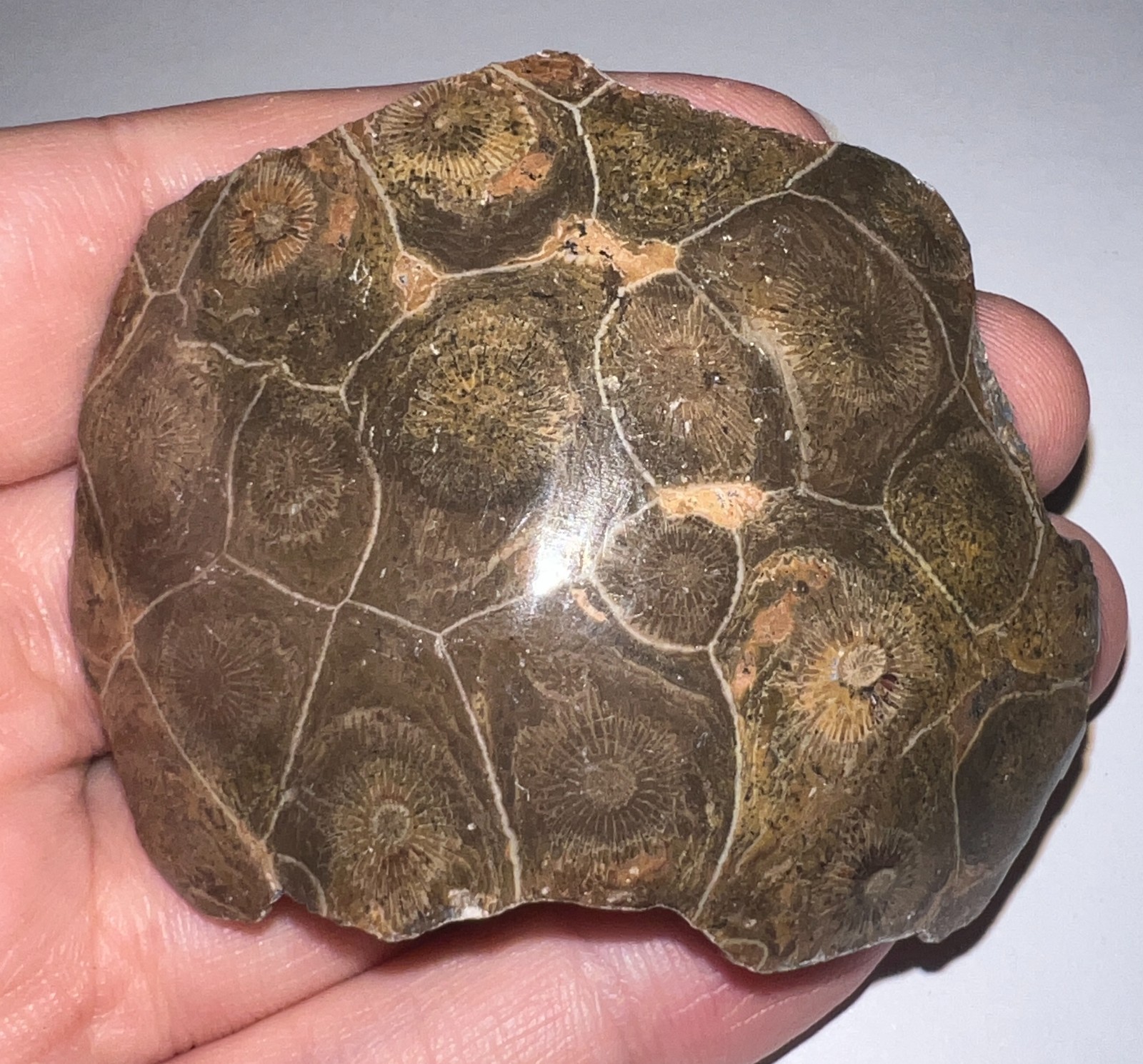 Moroccan Pre Dinosaur Fossil Polished Coral Lot 3 Inches One Per Order