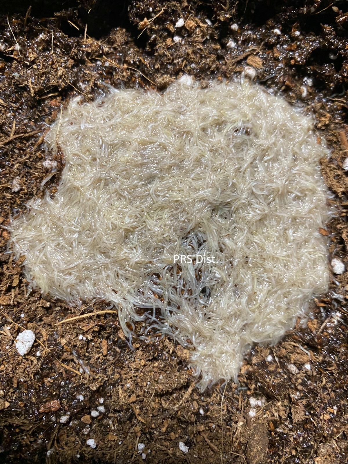 Live White worm worms Starter Healthy culture fish/frog/newt food FREE SHIPPING