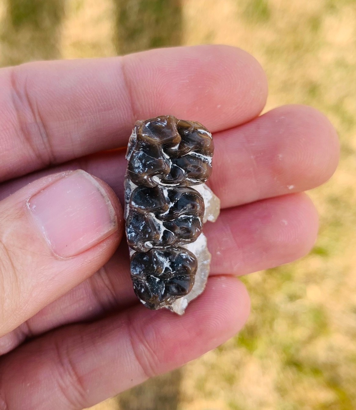Fossil  Horse Mesohippus palate with teeth, White River Badlands, mammal fossils