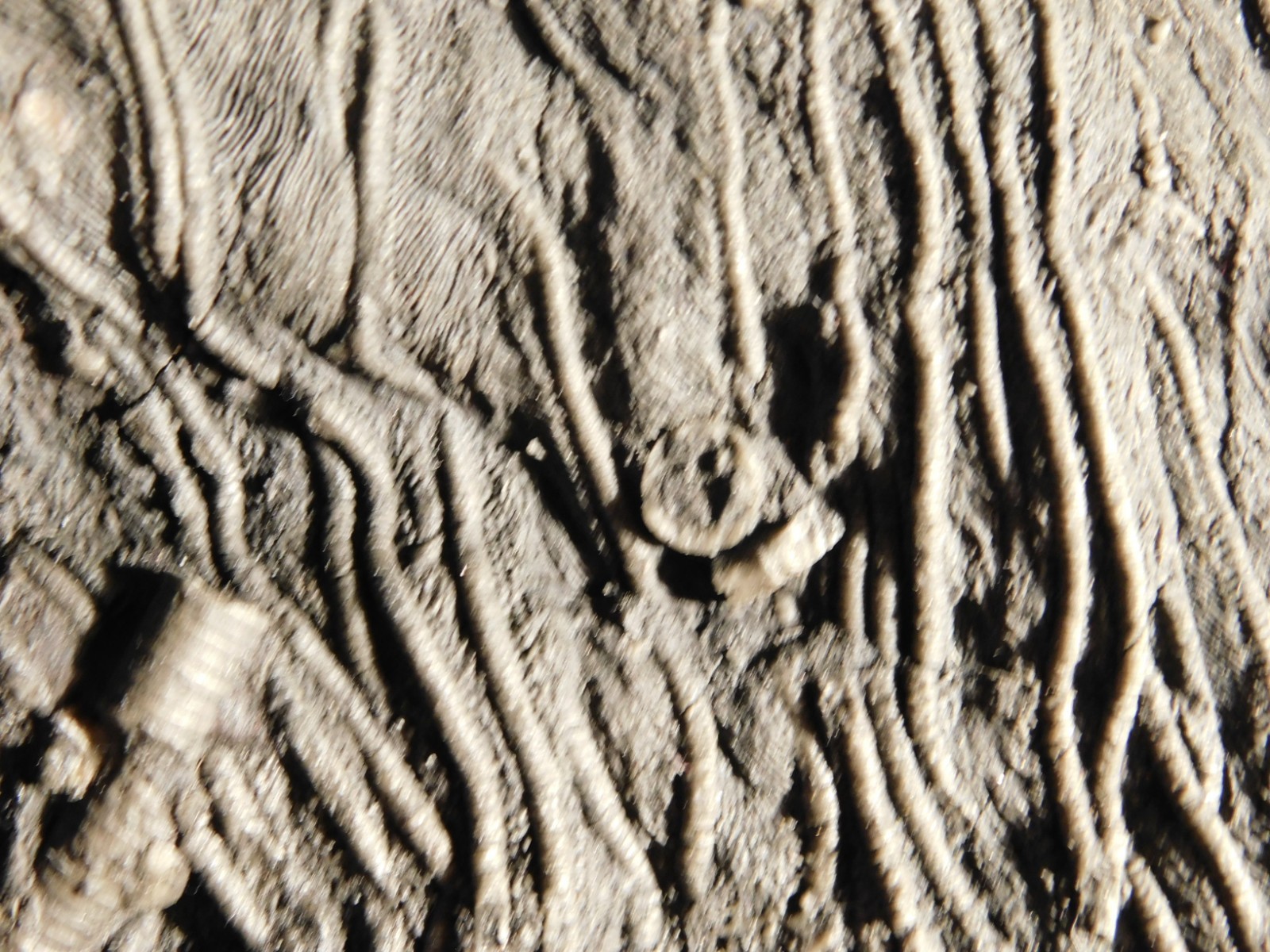 wOw BIG!! 430 Million Year Old! CRINOID Fossil or Sea LILY Fossil Morocco 1801gr