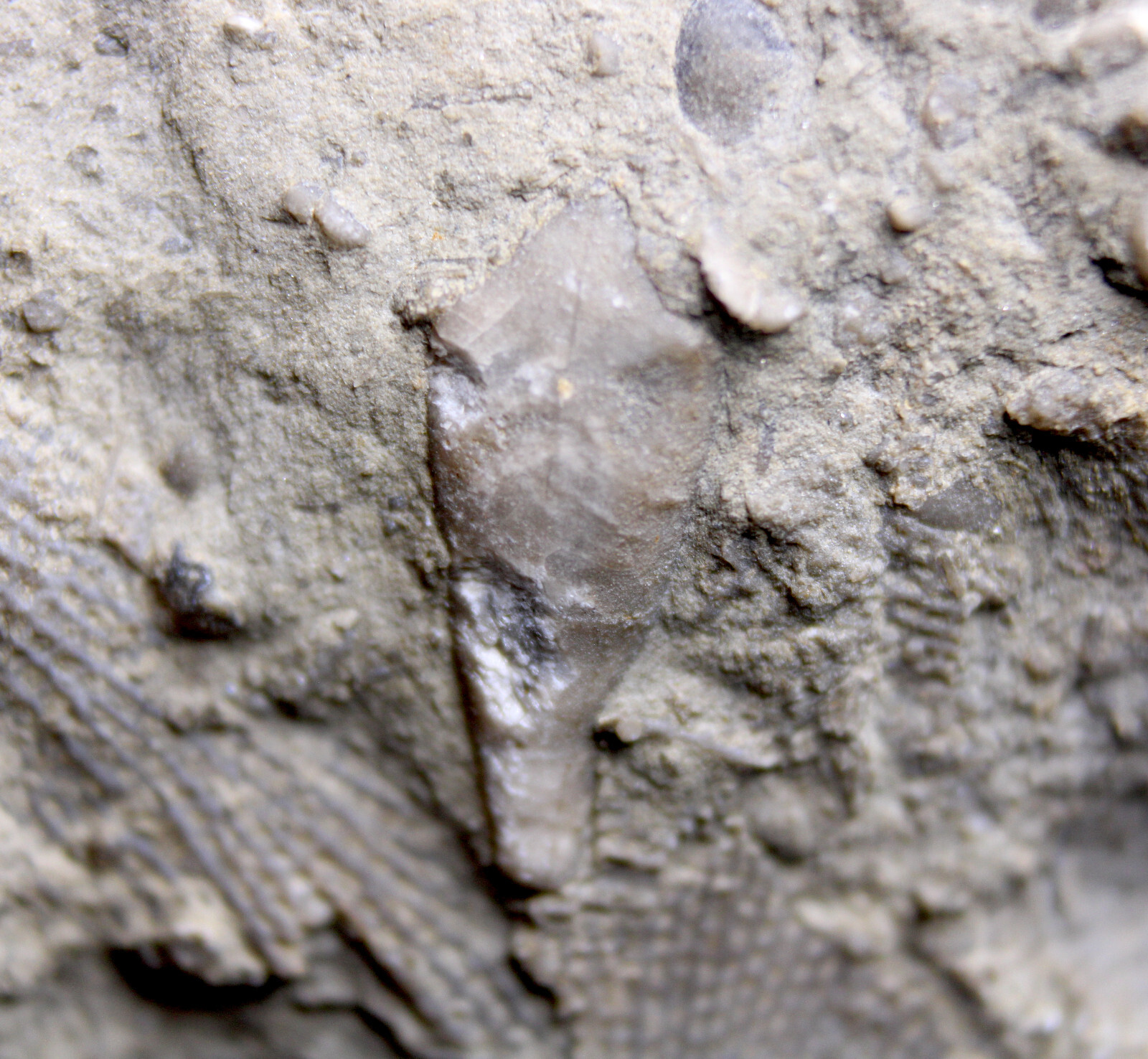 Heteroschisma subtruncatus Devonian Blastoid Fossil Thunder Bay Fm Michigan