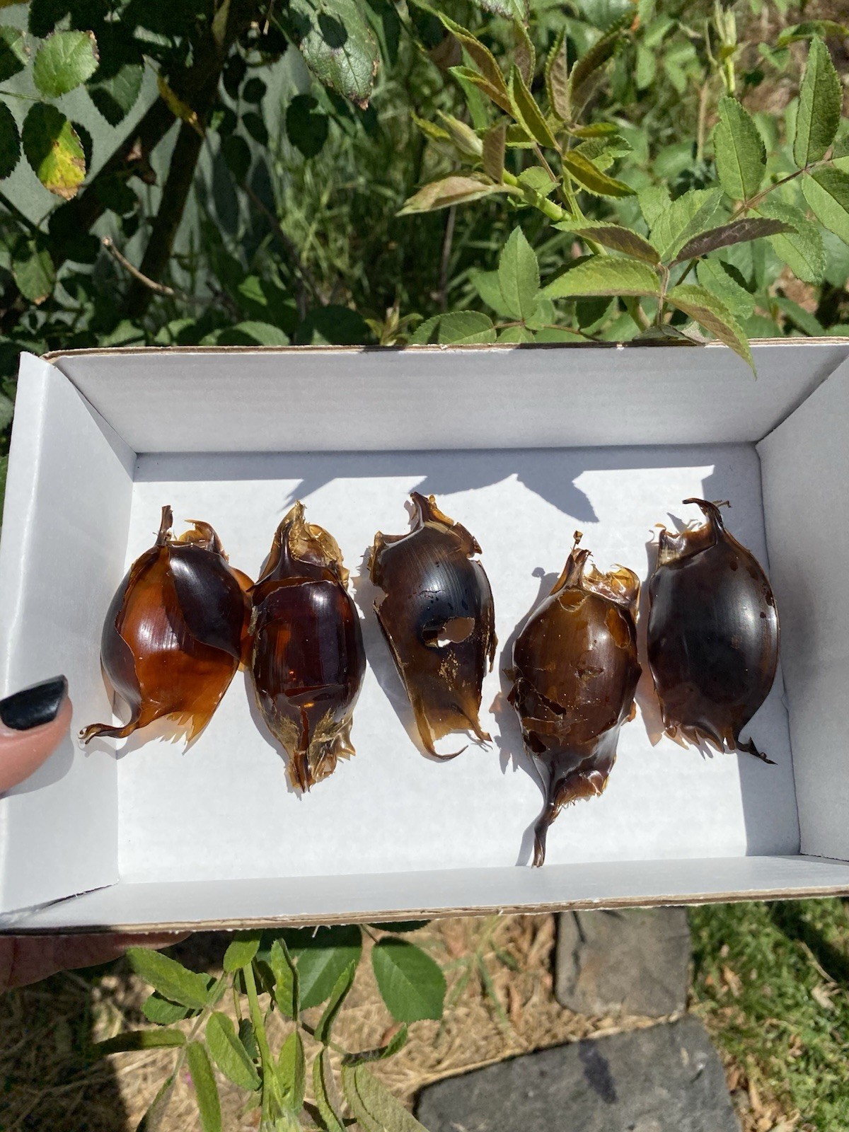 Mermaid Purse Shark Egg Case x5, Skate Shark Egg Case VIC (Lot 1)