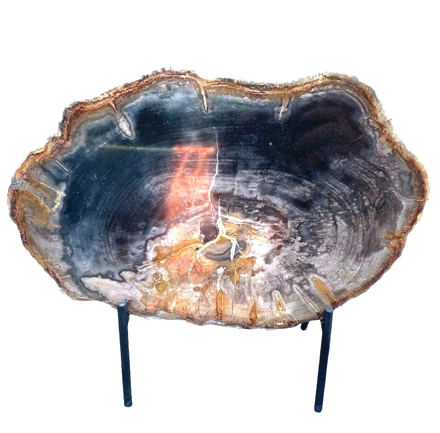 Very Beautiful Slice Of Petrified Wood On Its Stand
