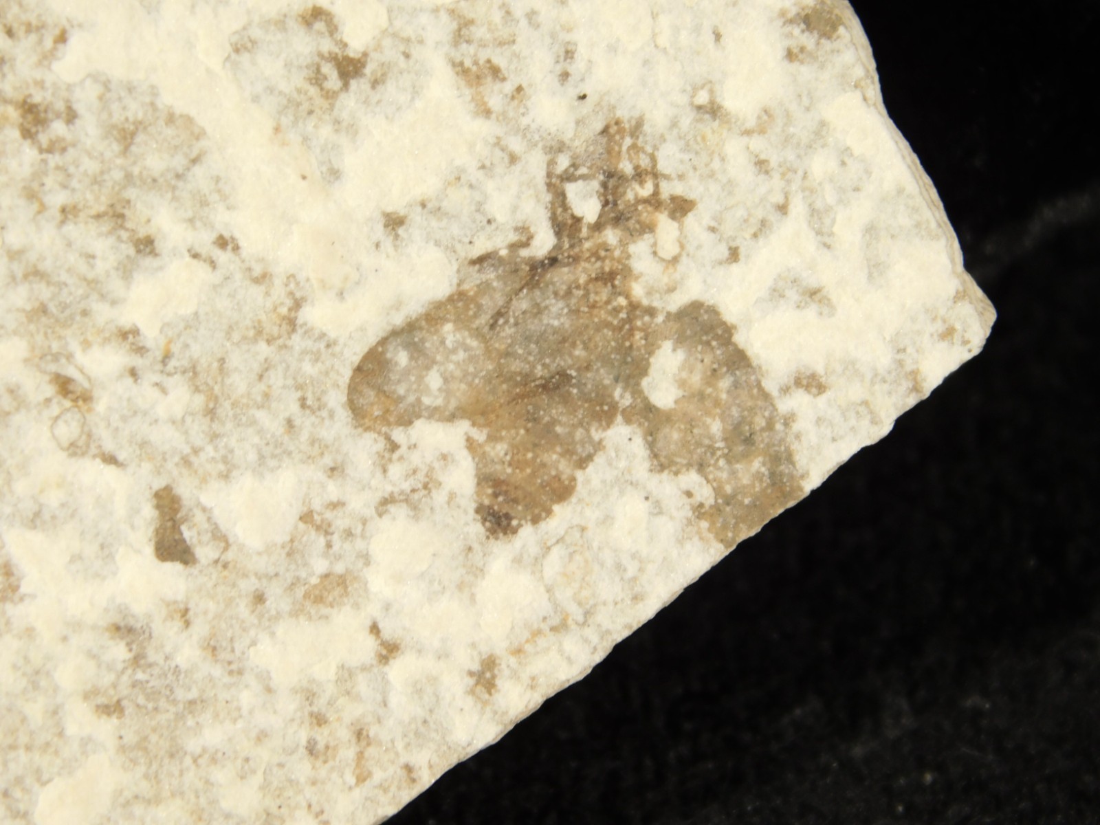 Winged INSECT FOSSIL 100% Natural From Fossil LAKE Wyoming 20.8gr