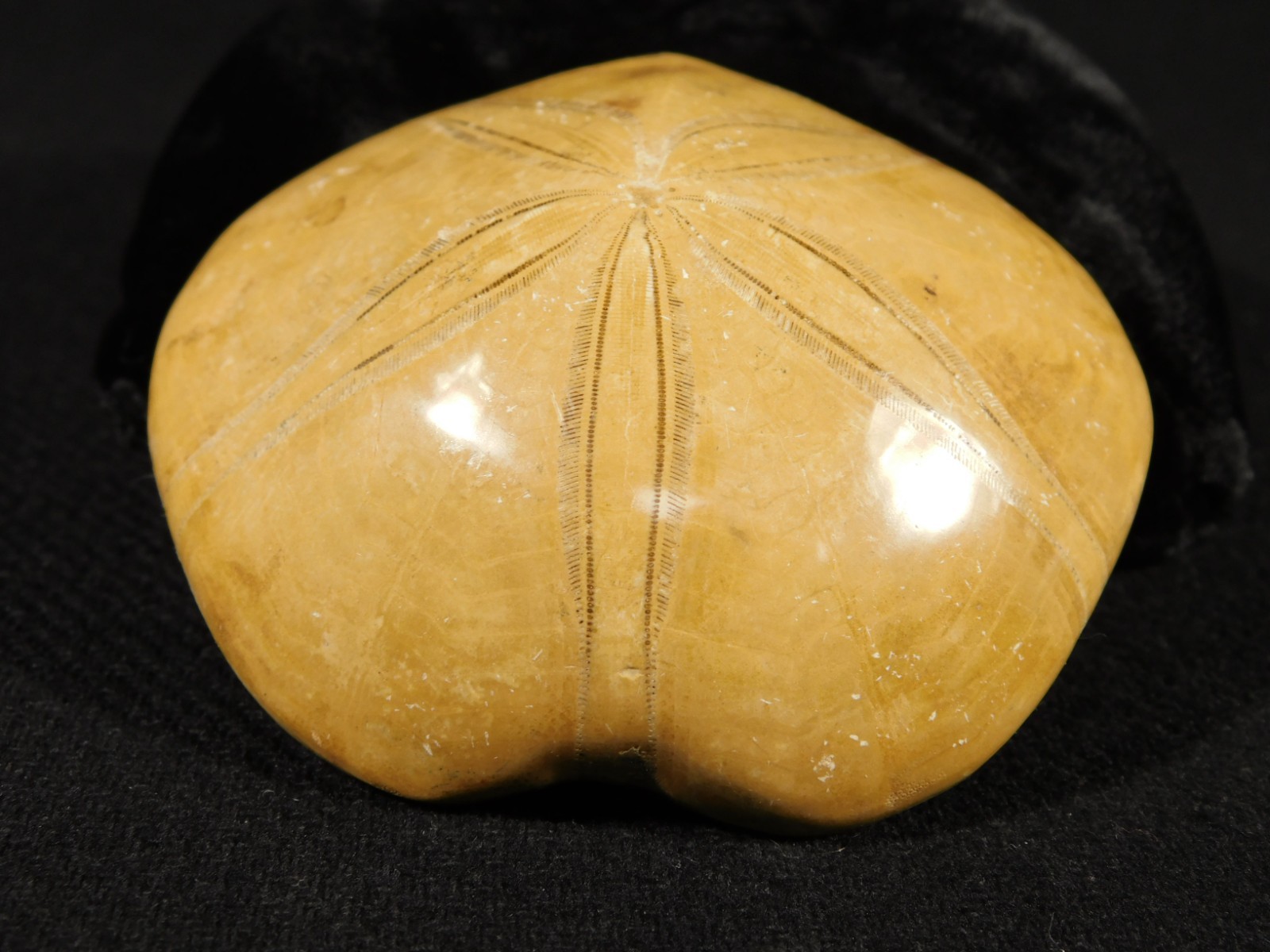 Big! Polished 150 Million Year Old! SAND DOLLAR Fossil Madagascar 197gr