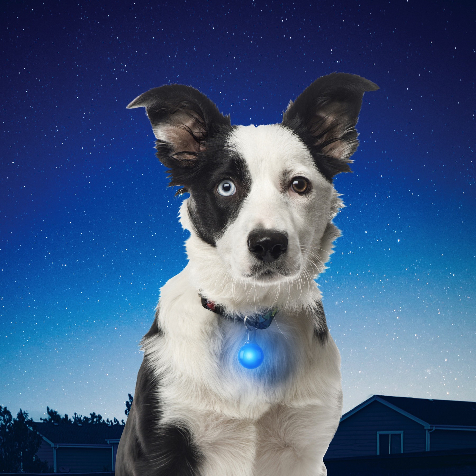 Nite Ize SpotLit Collar Light - Blue Plastic