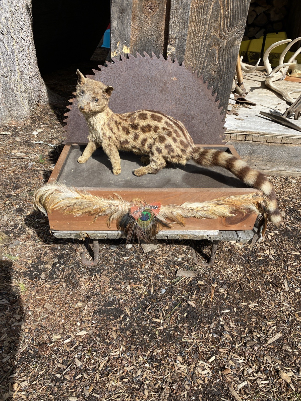 Super Cool African Genet Cat Standing Mount Taxidermy Exotic Decor