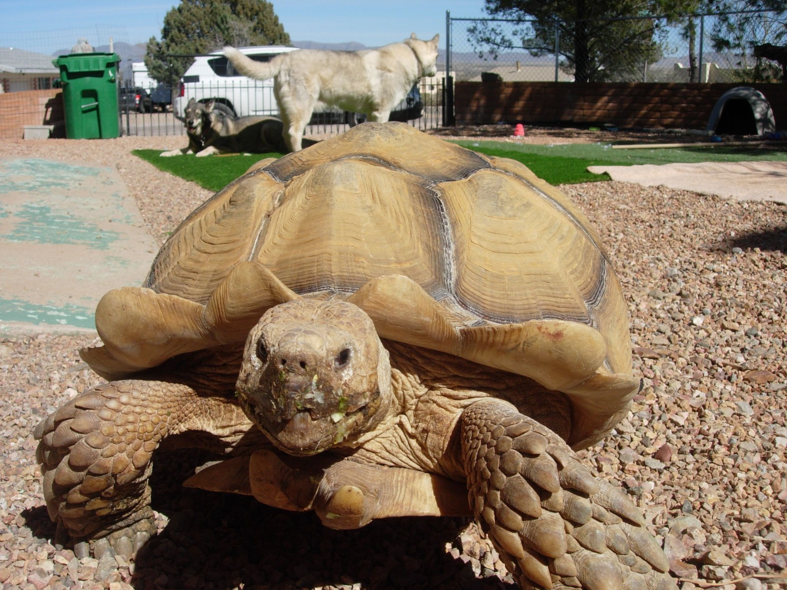 2.08 grams 31x14x3mm Gadamis 005 slice "Apollo 16 Lunar" Meteorite with a COA