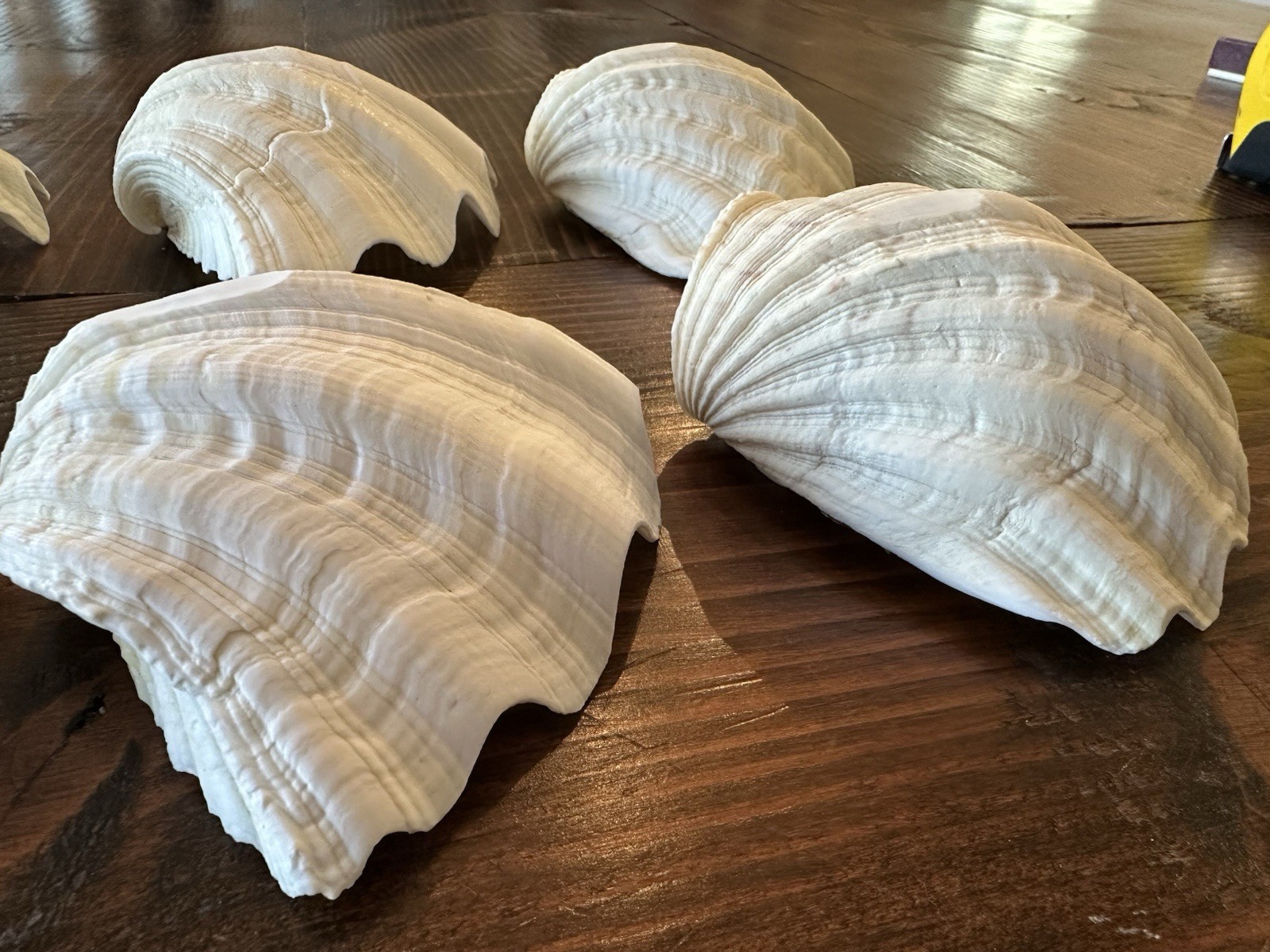 Set Of 6 TRIDACNA GIGAS(?) Clam Sea Shells Half 6” x 4” BEAR PAW Nautical Ocean