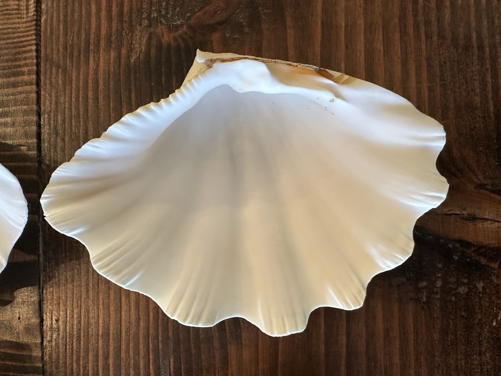 Set Of 6 TRIDACNA GIGAS(?) Clam Sea Shells Half 6” x 4” BEAR PAW Nautical Ocean