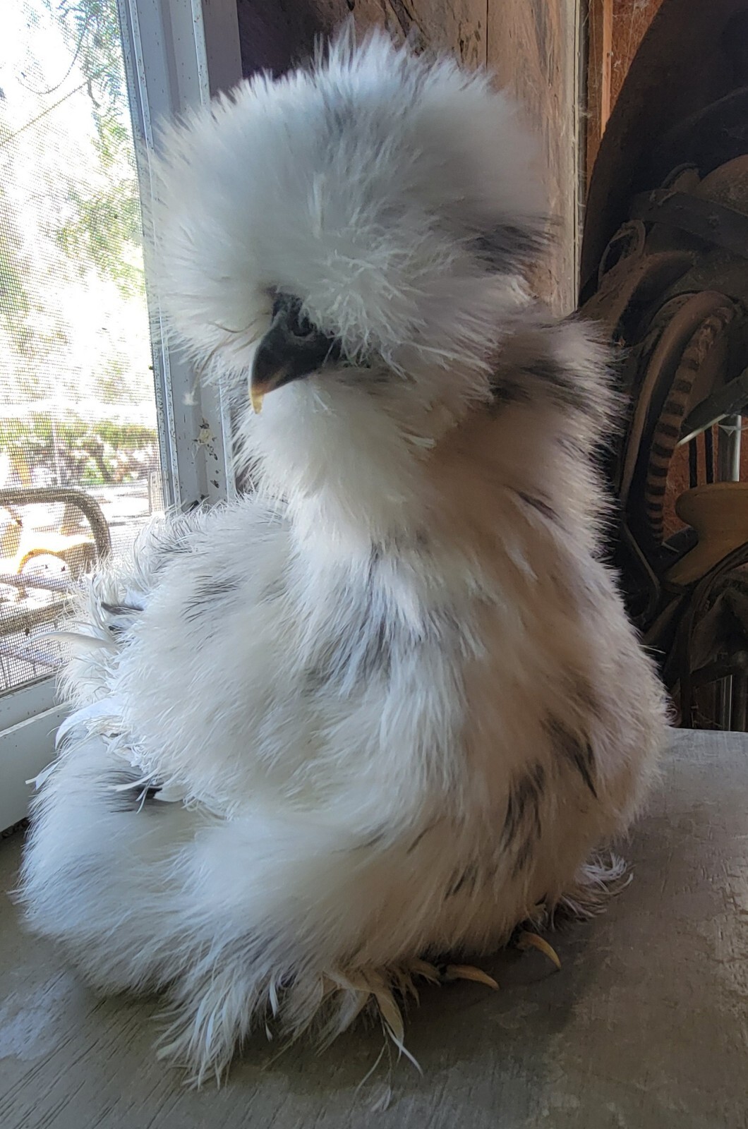 (6) Show Quality Silkie Bearded & Crested Fertile Hatching Eggs, Shipped in Foam
