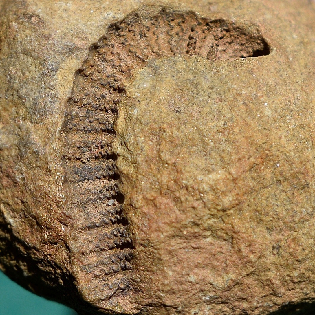 Crinoid, Myelodactylus sp.: Bolivia devonian crinoid fossil