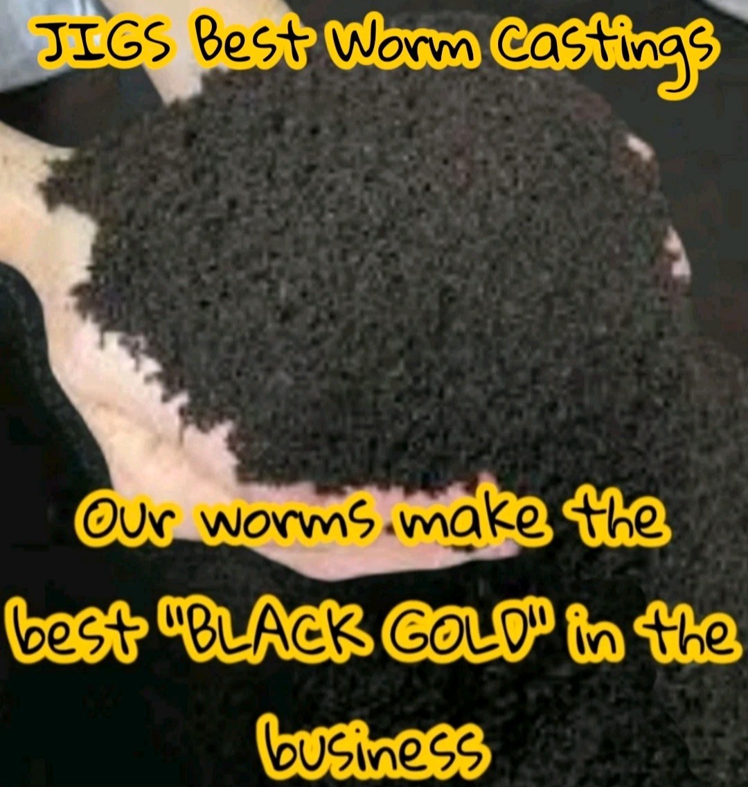 (JIGS) Live PURE Red Wiggler Composting Worms, FREE SHIPPING! No Manure!