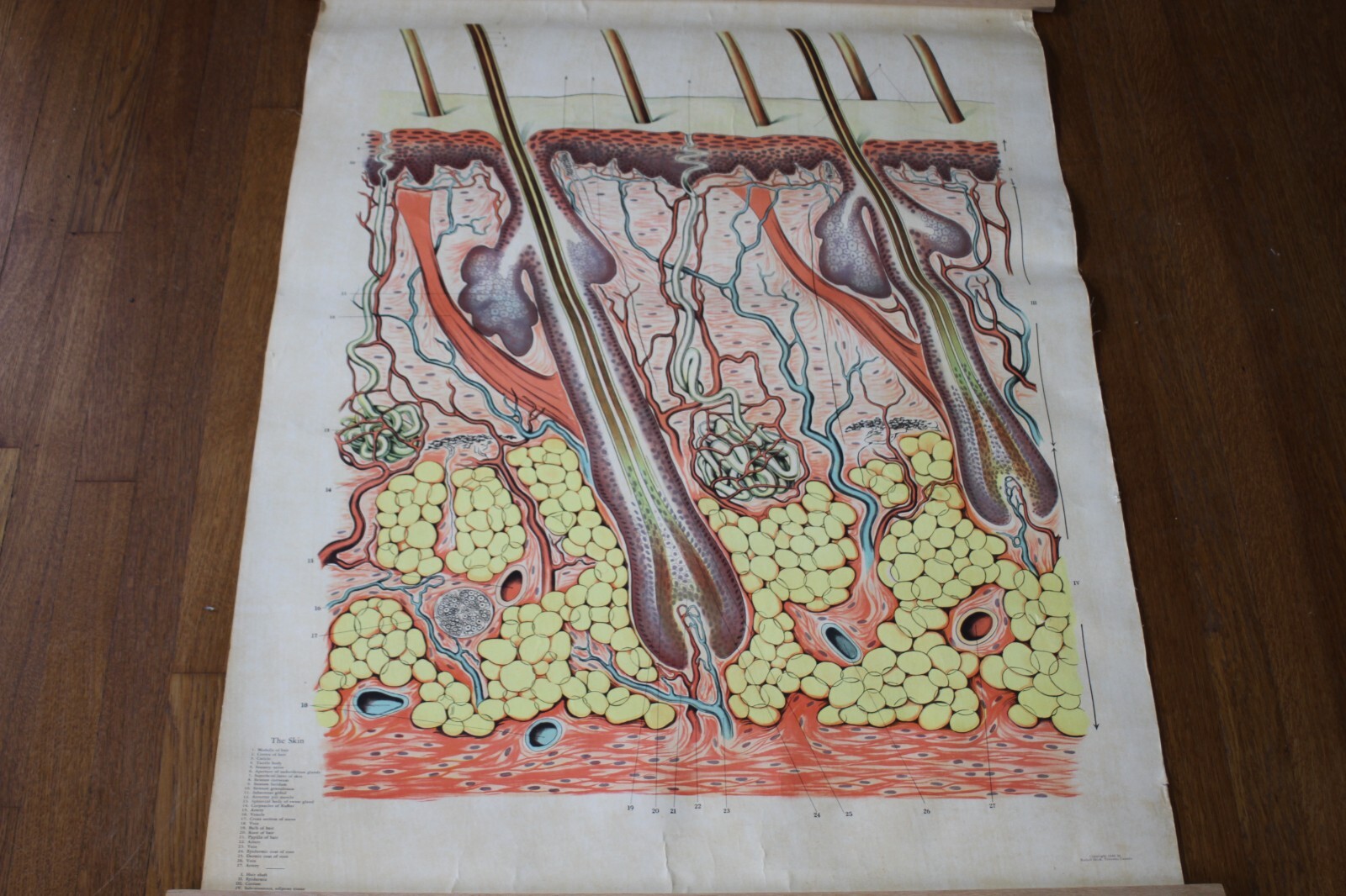 Rare Vintage 1940’s Scientific Medical Classroom Canvas Poster Chart of Skin