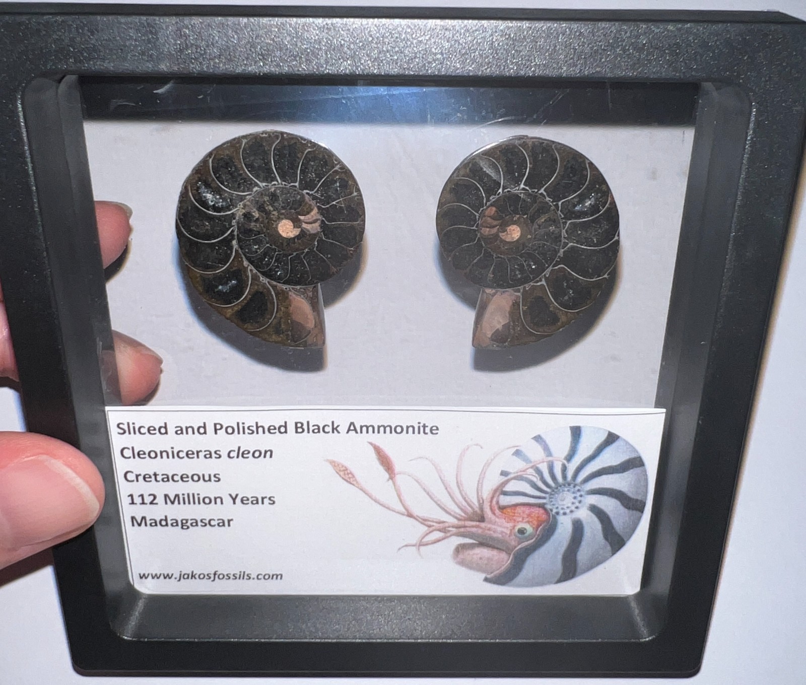 SUPER RARE Sliced Framed BLACK AMMONITE Lot Dinosaur Era Fossil One Per Order