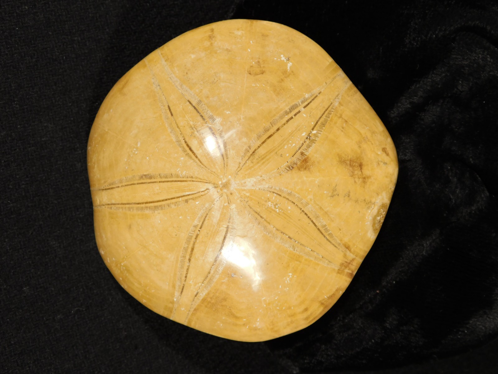 Big! Polished 150 Million Year Old! SAND DOLLAR Fossil Madagascar 197gr
