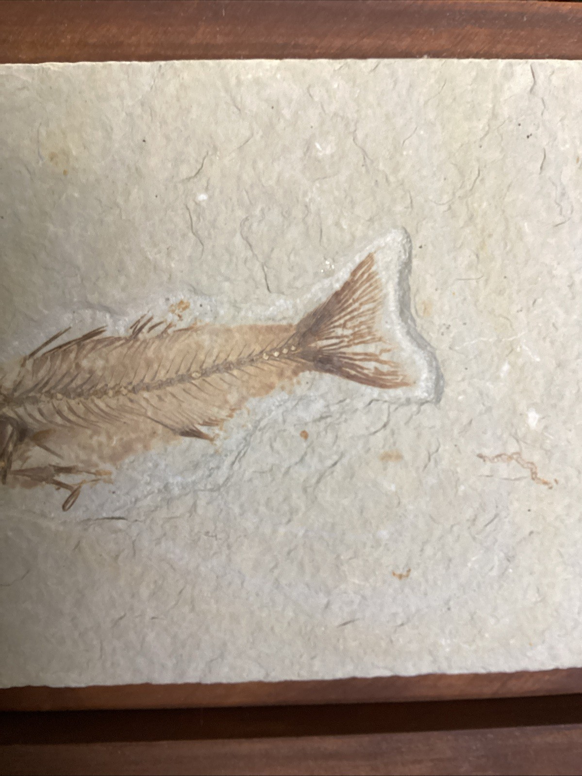 EXTREMELY RARE Fossil Fish EOHIODON HIODON FALCATUS Green River Fish 7x5