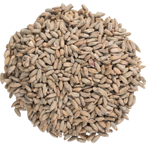 Rye Malt 10 lb for Homebrewing Beer Making Vacuum Packed for Freshness