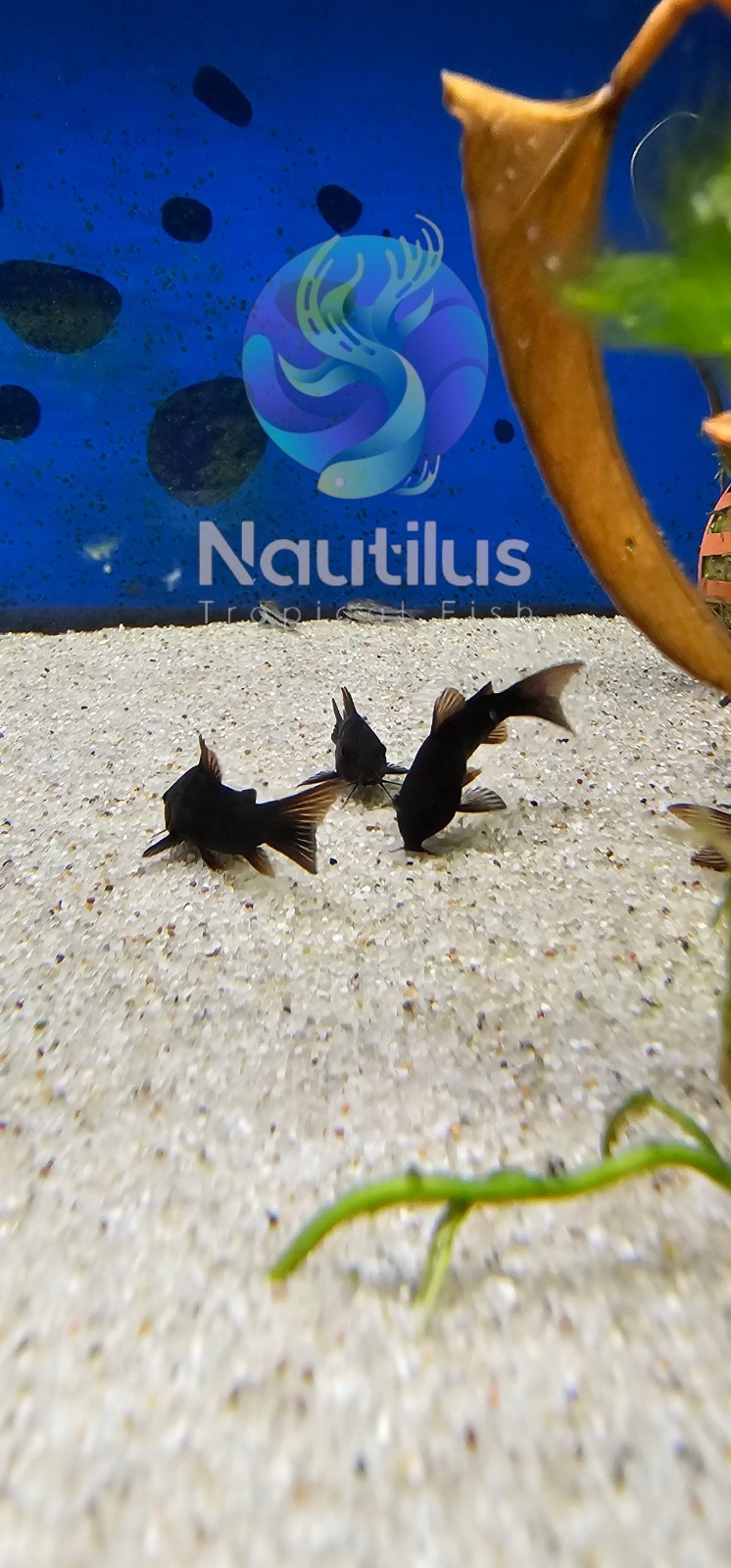 Black Venezuelan Cory -We combine shipping!! Tank Bred