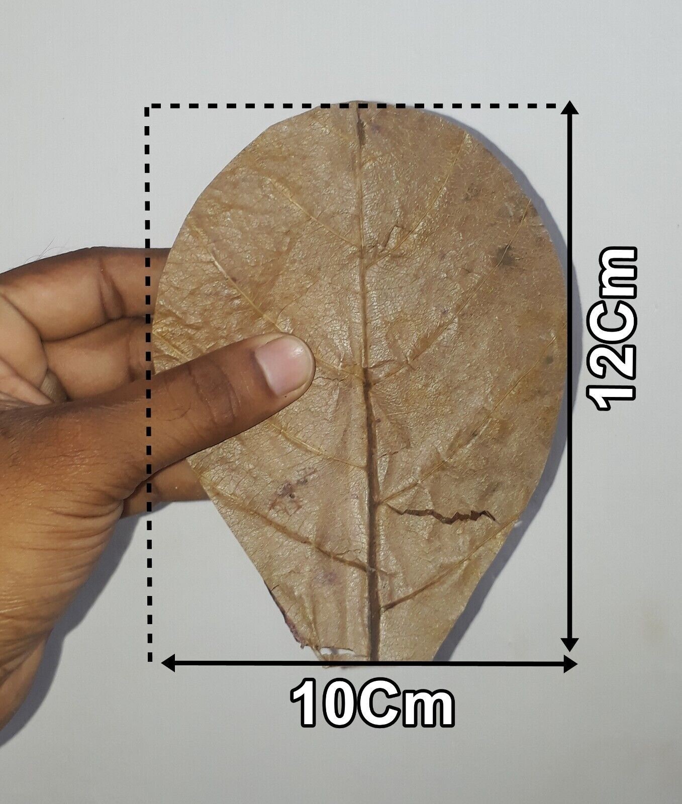 100Pc almond leaves 5'' catappa indian ketapang leaf Shrimp betta fish aquarium