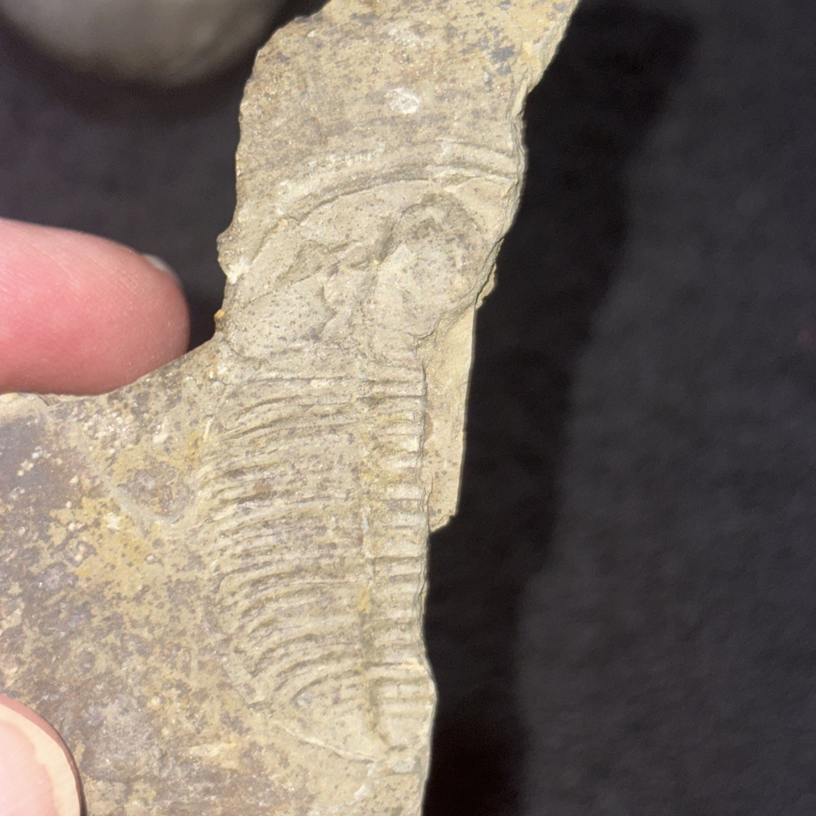 3 Cambrian Fossil Trilobite Specimens From Georgia