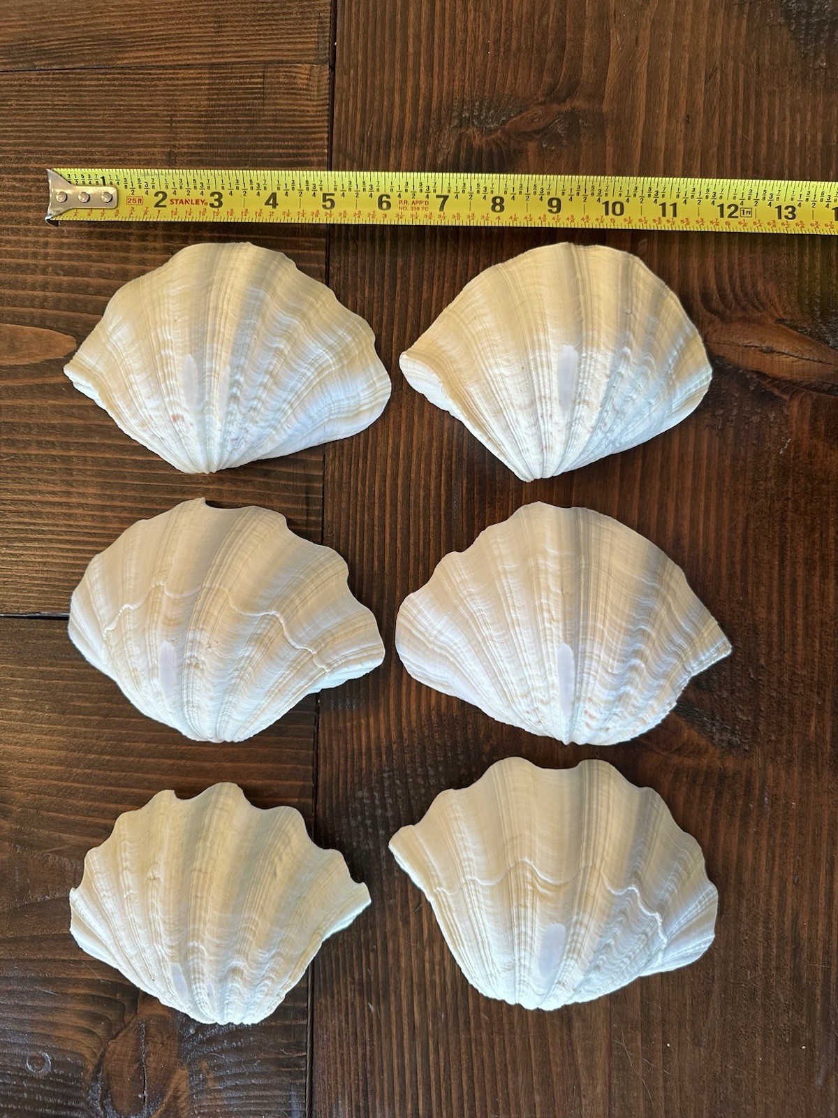 Set Of 6 TRIDACNA GIGAS(?) Clam Sea Shells Half 6” x 4” BEAR PAW Nautical Ocean